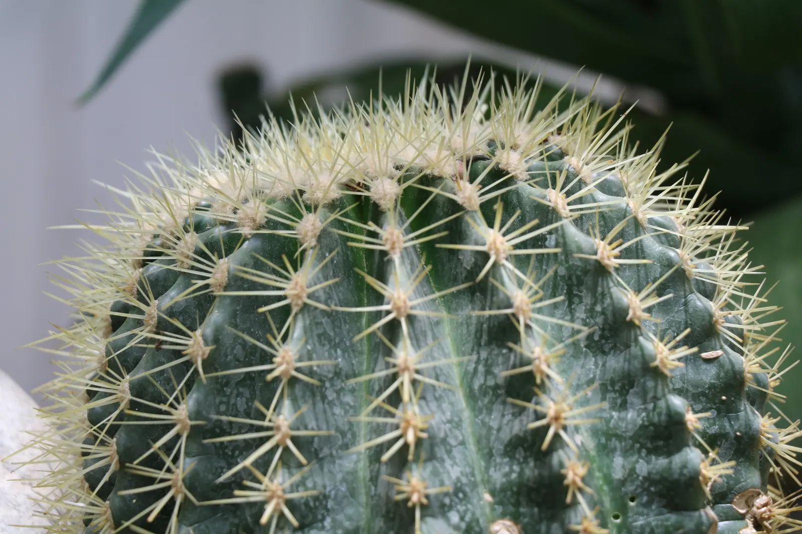 Brasil Cactus (Opuntia Brasiliensis) — It is remarkably drought-tolerant