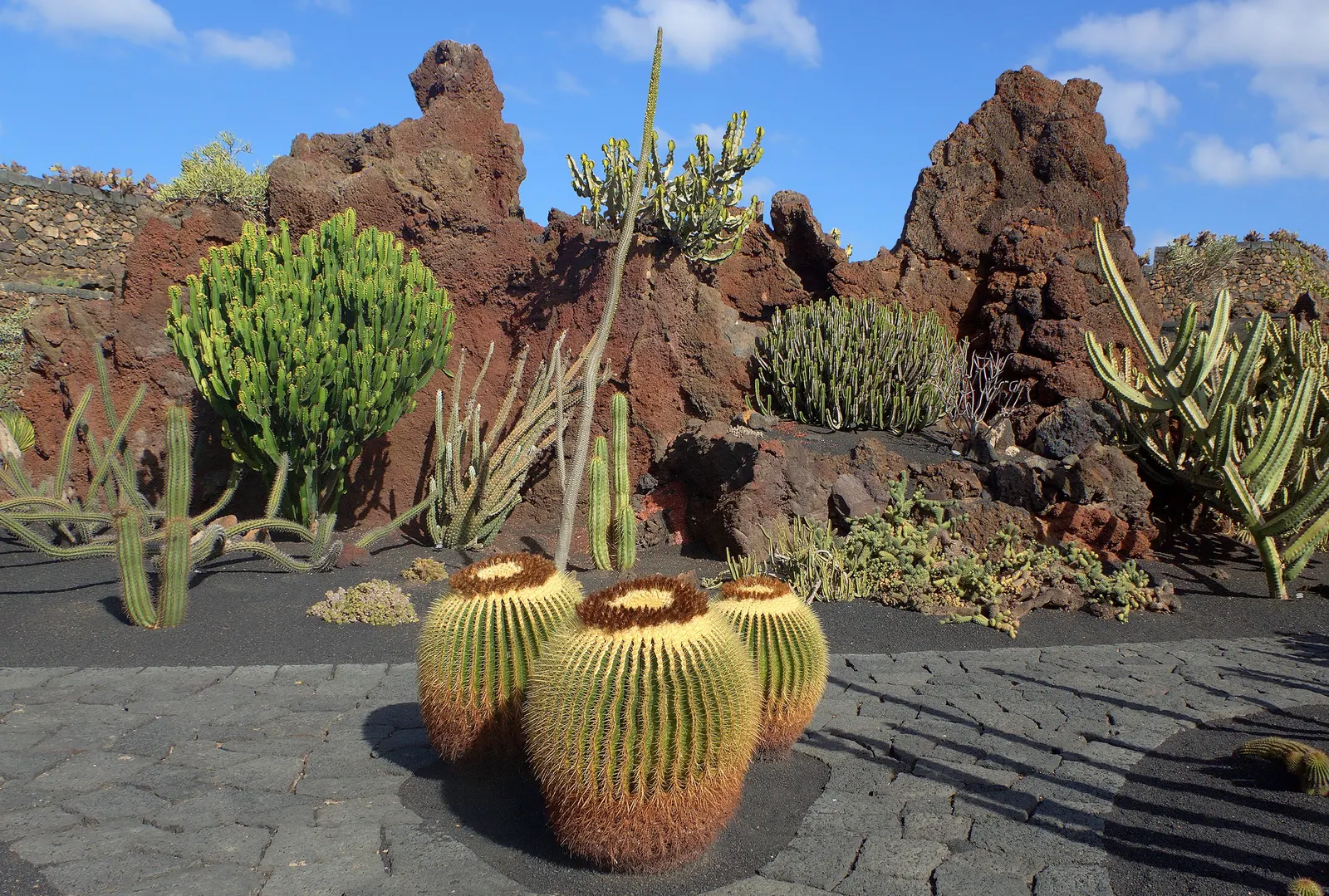 Brasil Cactus (Opuntia Brasiliensis) — segmented pads that reach up to 12 inches; it is important to note that the spines should be handled with, image 72