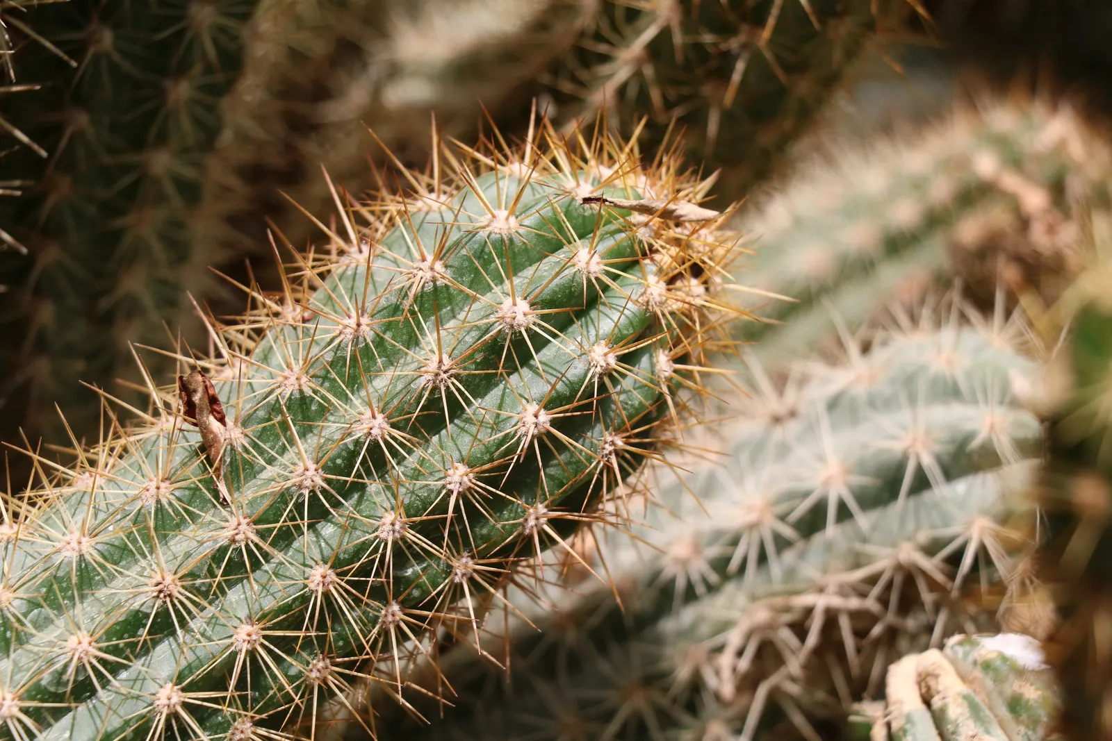 Brasil Cactus (Opuntia Brasiliensis) — offering a stark contrast and additional interest to the landscape.<br><br>For the client; commonly known as Brazil