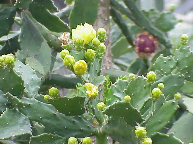 Brasil Cactus (Opuntia Brasiliensis) — this plant thrives in full sun and requires well-drained soil to flourish