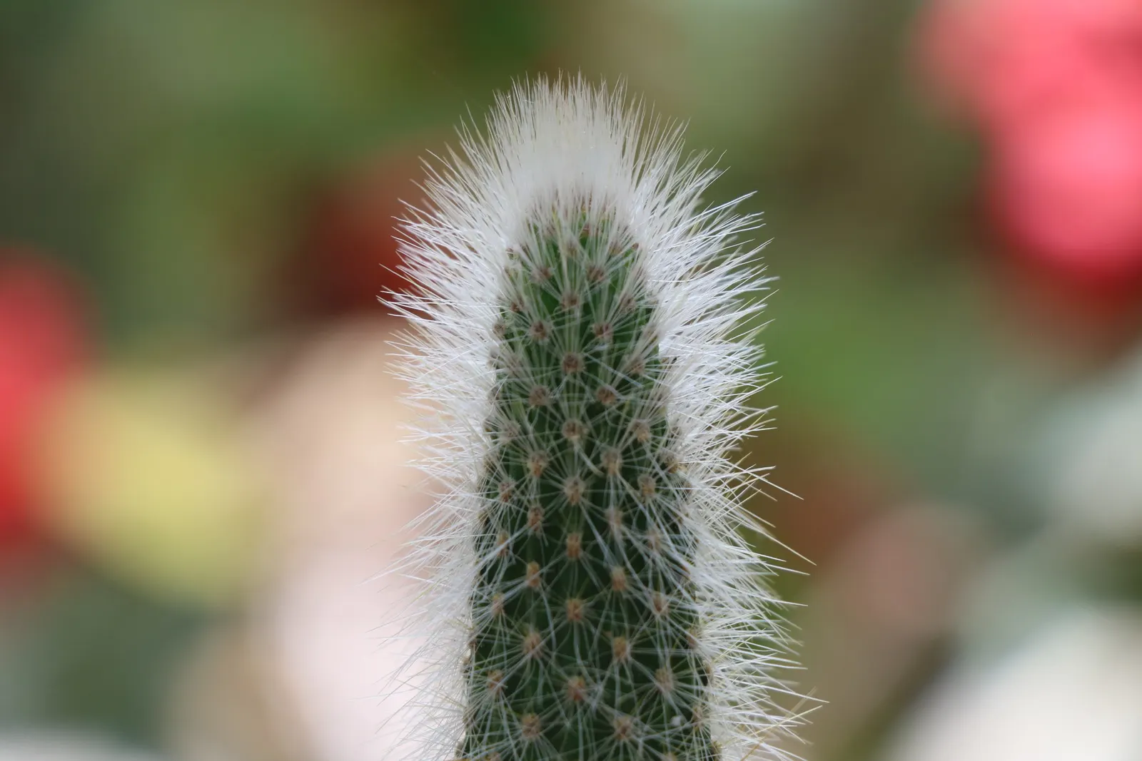Brasil Cactus (Opuntia Brasiliensis) — segmented pads that reach up to 12 inches; it is important to note that the spines should be handled with, image 49