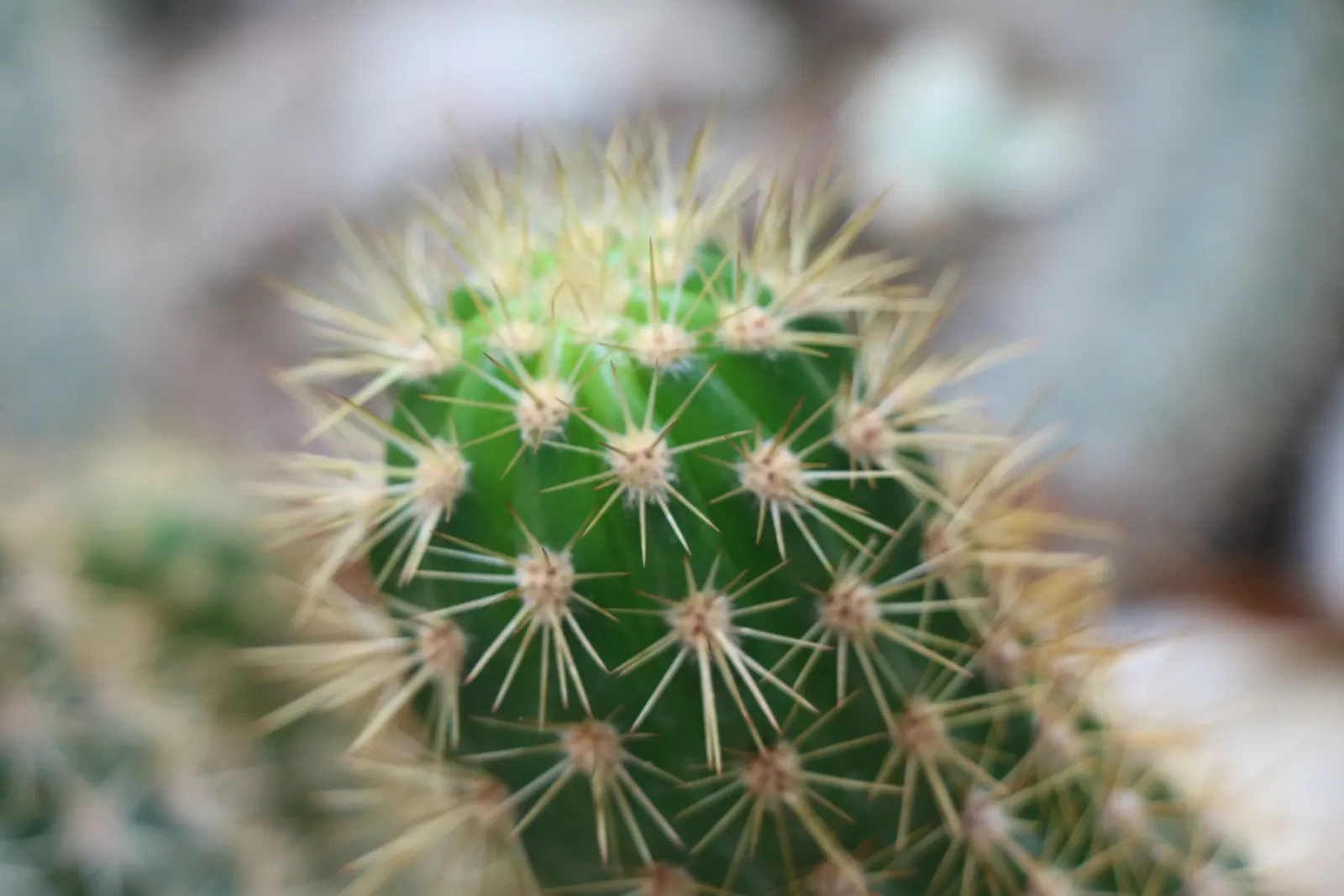 Brasil Cactus (Opuntia Brasiliensis) — the cactus may produce purple fruits approximately 2 to 3 inches in length; offering a stark contrast and additional