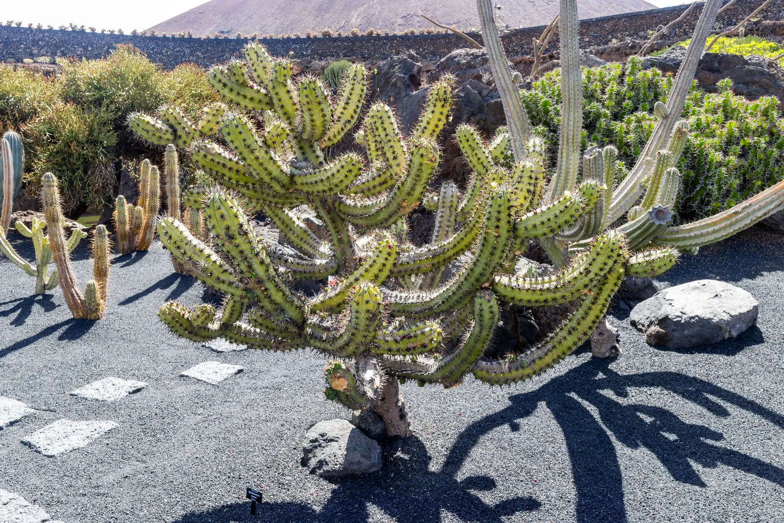 Brasil Cactus (Opuntia Brasiliensis) — embodying the natural beauty and resilience of its native habitat; cactus with yellow blooms, image 66