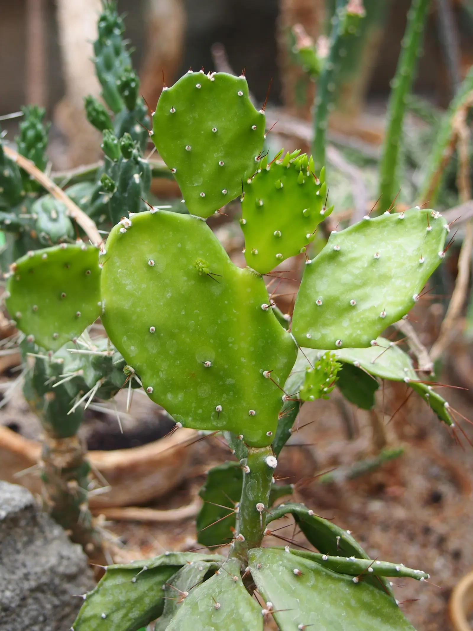 Brasil Cactus (Opuntia Brasiliensis) — This resilient cactus can reach impressive heights of up to 10 to 15 feet
