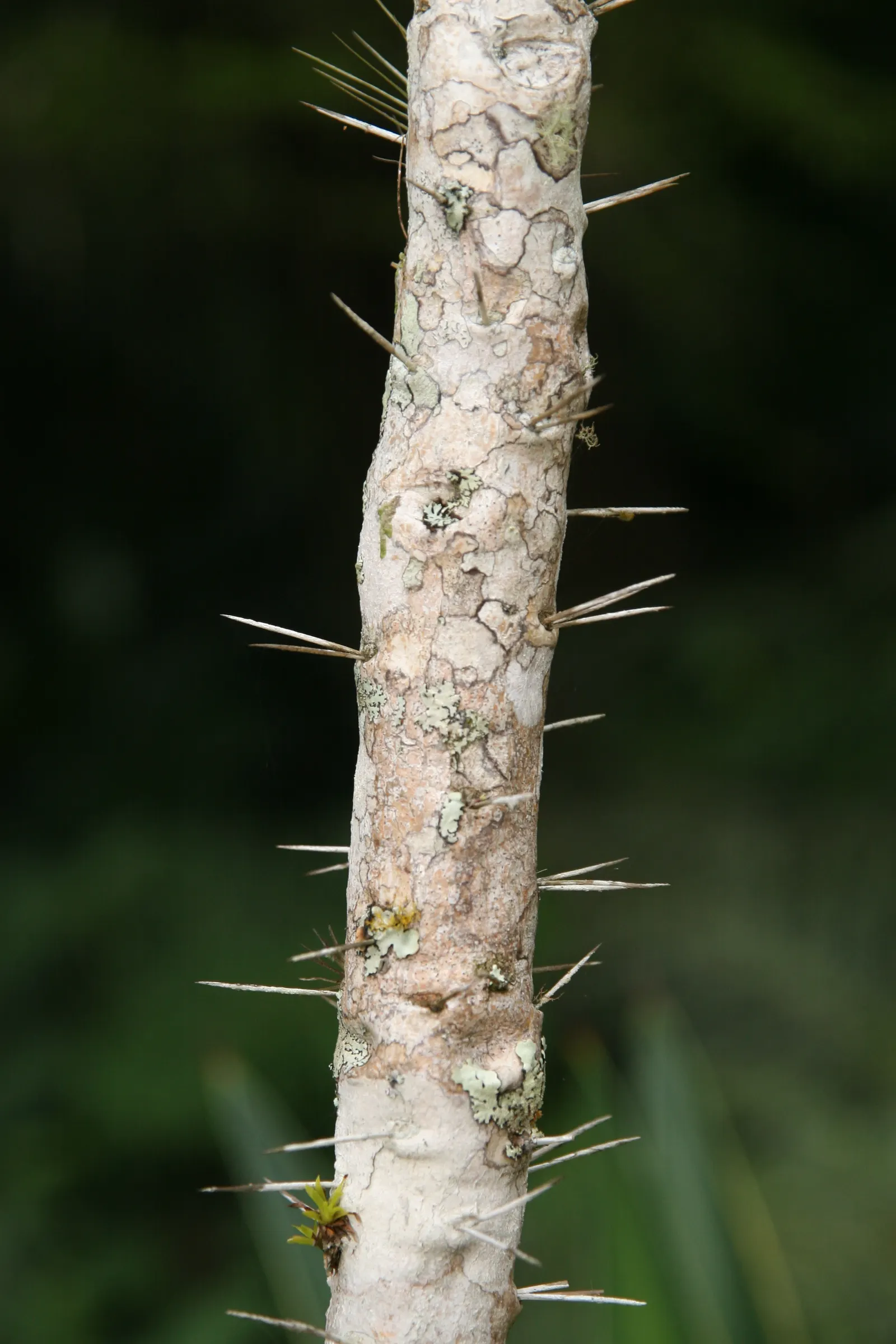Brasil Cactus (Opuntia Brasiliensis) — Vivid yellow blooms appear in late spring to summer, followed by edible, purple fruits; with individual, image 51