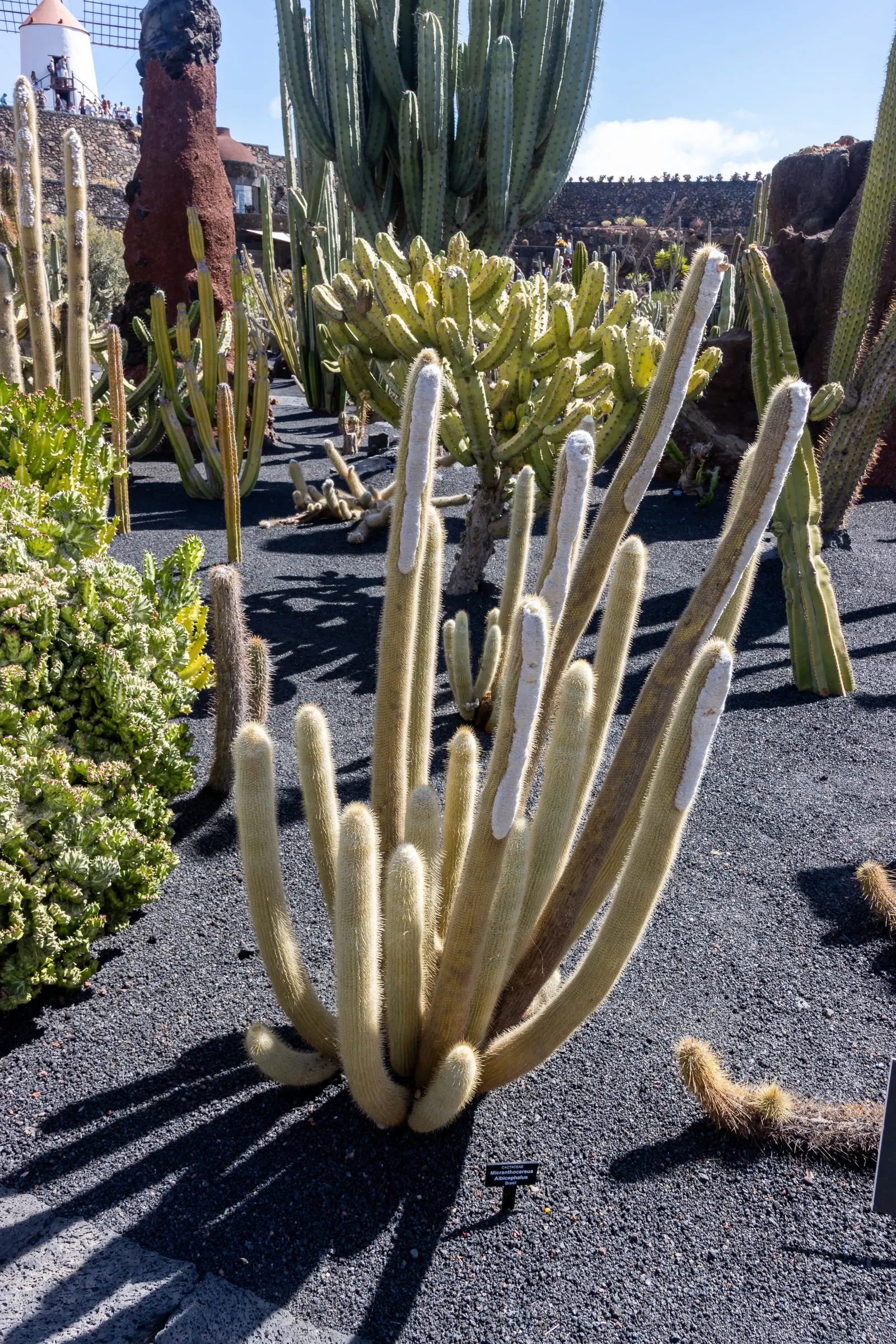 Brasil Cactus (Opuntia Brasiliensis) — is a robust perennial with fleshy; favoring a sandy or gravelly substrate with minimal organic content, image 71