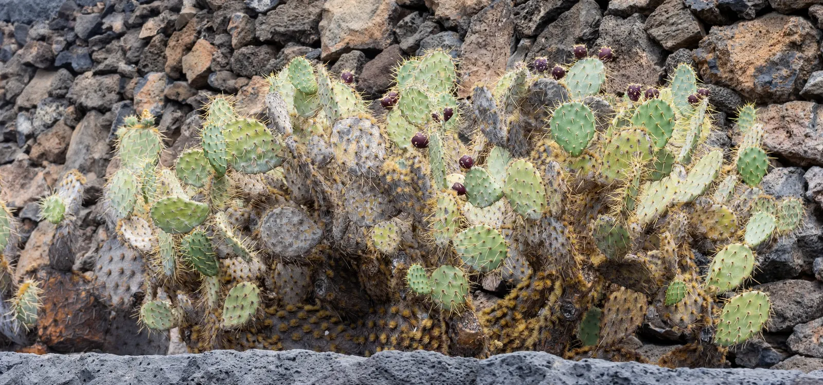 Brasil Cactus (Opuntia Brasiliensis) — this plant thrives in full sun and requires well-drained soil to flourish; yellow flowers in the garden, image 79