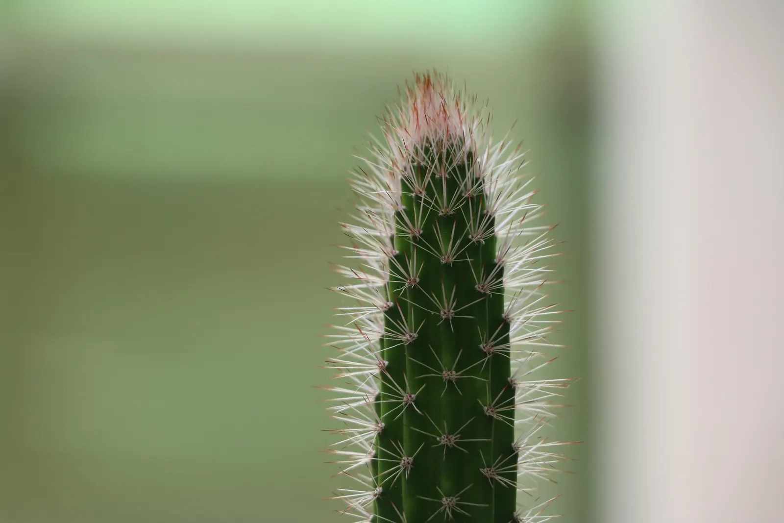 Brasil Cactus (Opuntia Brasiliensis) — Beware of its spines when handling and plant in full sun with well-draining soil; cactus for full, image 76