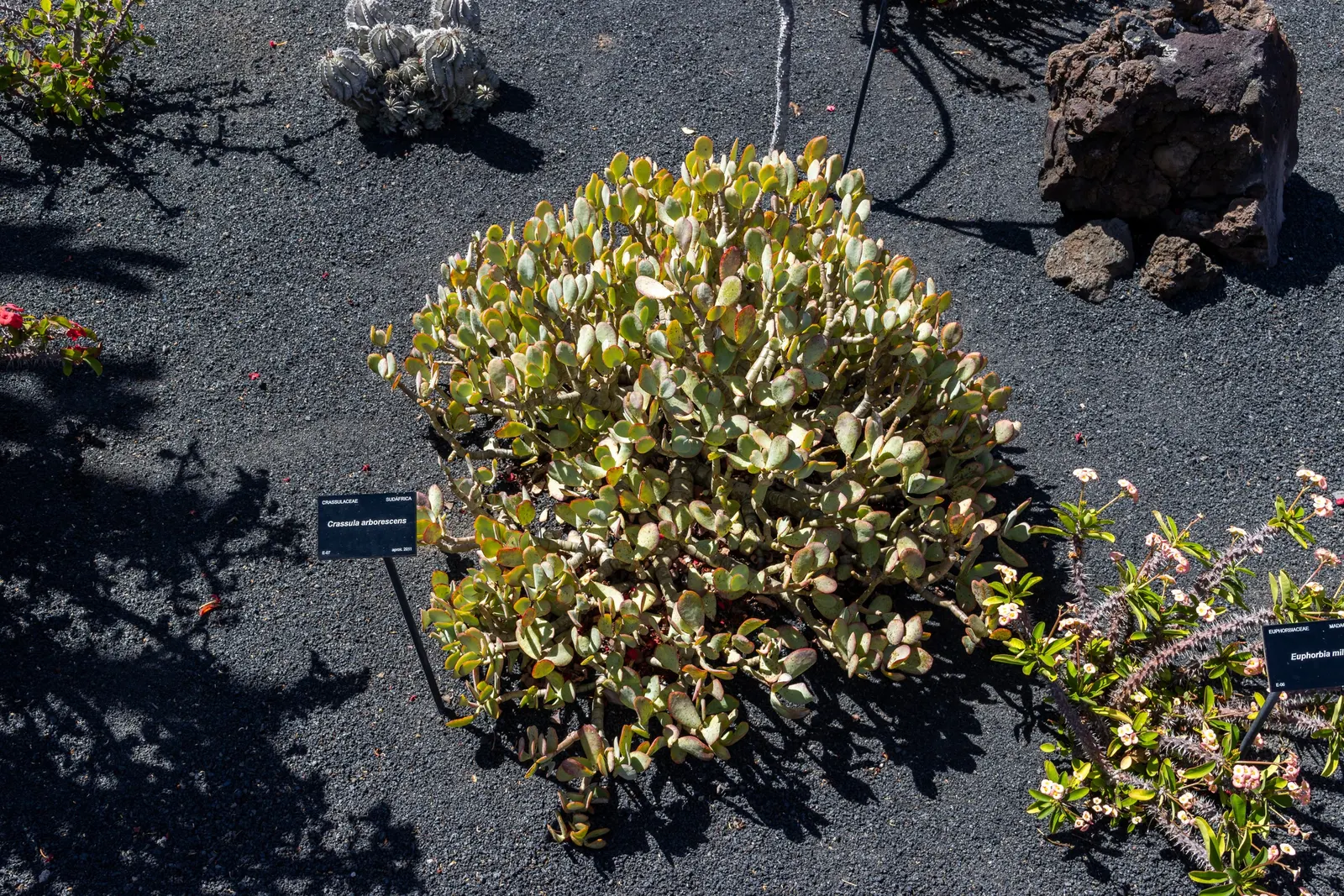 Brasil Cactus (Opuntia Brasiliensis) — inviting a variety of pollinators to the garden; this plant thrives in full sun and requires well-drained, image 84