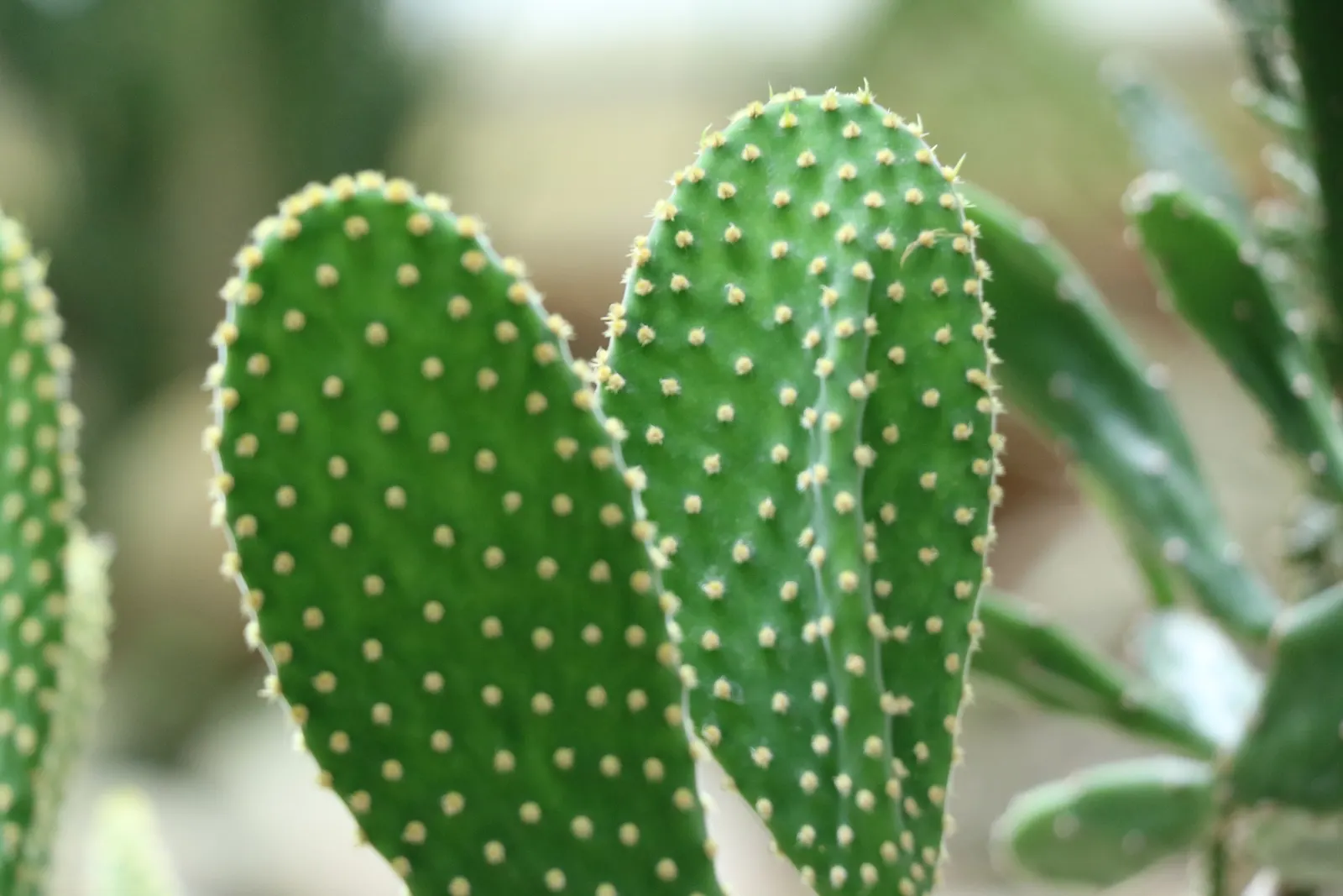 Brasil Cactus (Opuntia Brasiliensis) — is a robust perennial with fleshy