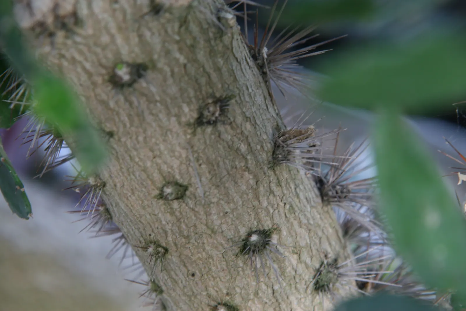 Brasil Cactus (Opuntia Brasiliensis) — is a robust perennial with fleshy; favoring a sandy or gravelly substrate with minimal organic content
