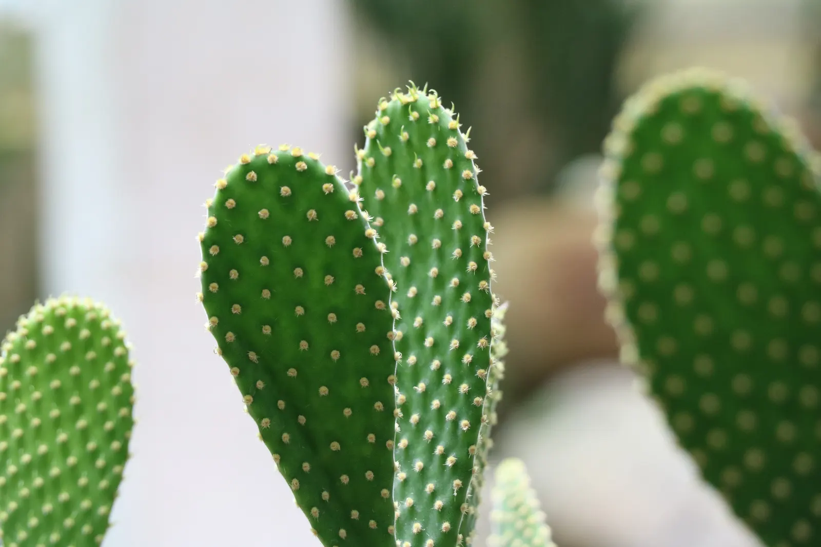 Brasil Cactus (Opuntia Brasiliensis) — the cactus may produce purple fruits approximately 2 to 3 inches in length; offering a stark contrast and, image 62