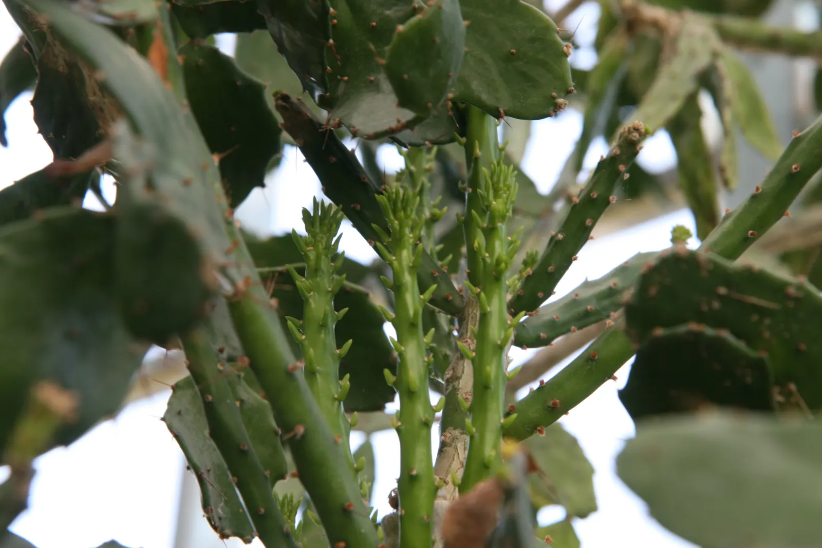 Brasil Cactus (Opuntia Brasiliensis) — Beware of its spines when handling and plant in full sun with well-draining soil; cactus for full