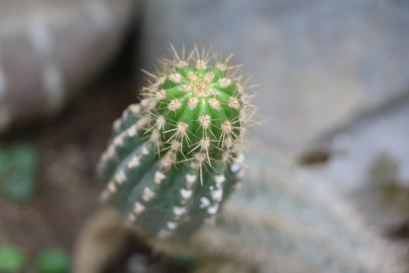 Brasil Cactus (Opuntia Brasiliensis) — Its resilient nature and minimalistic form make it ideal for water-conservative landscapes; the cactus may produce