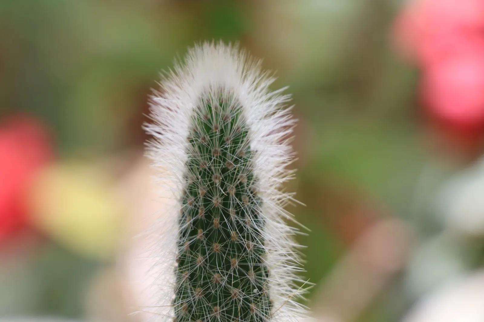 Brasil Cactus (Opuntia Brasiliensis) — It is remarkably drought-tolerant, image 35