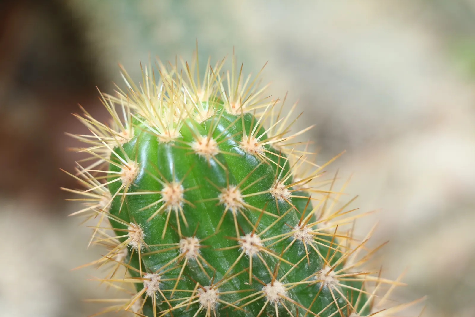 Brasil Cactus (Opuntia Brasiliensis) — with each yellow-to-orange blossom opening around 2 to 3 inches wide; segmented pads that reach up to 12, image 83