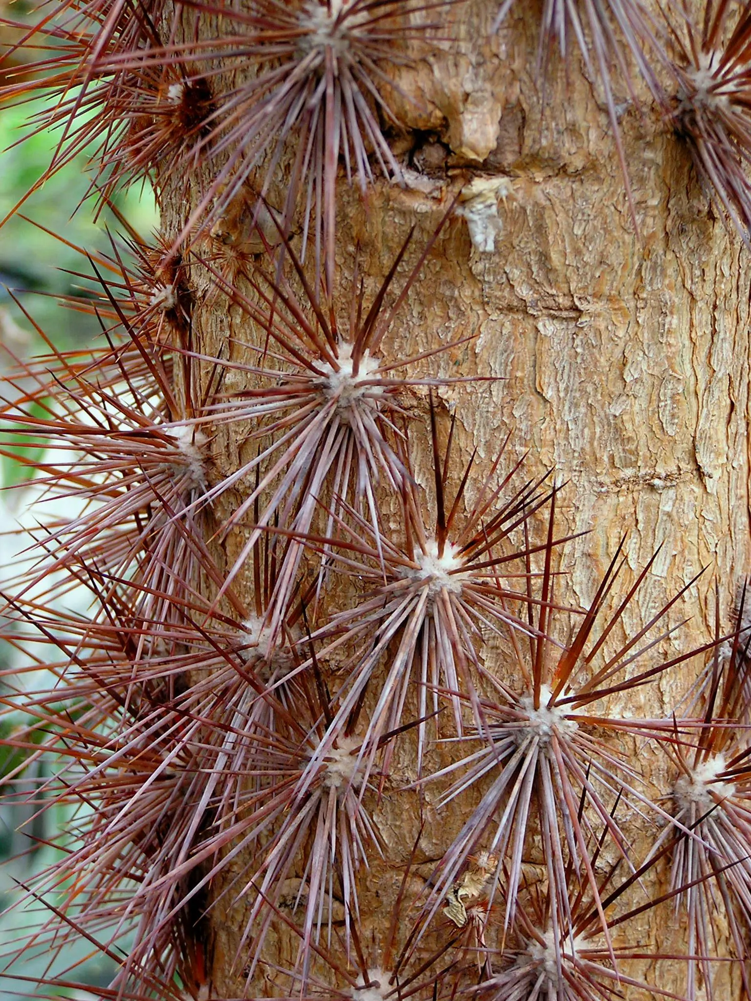 Brasil Cactus (Opuntia Brasiliensis) — Adapted to aridity, it thrives in zones 9-11, requiring minimal water; is a robust perennial with fleshy, image 50