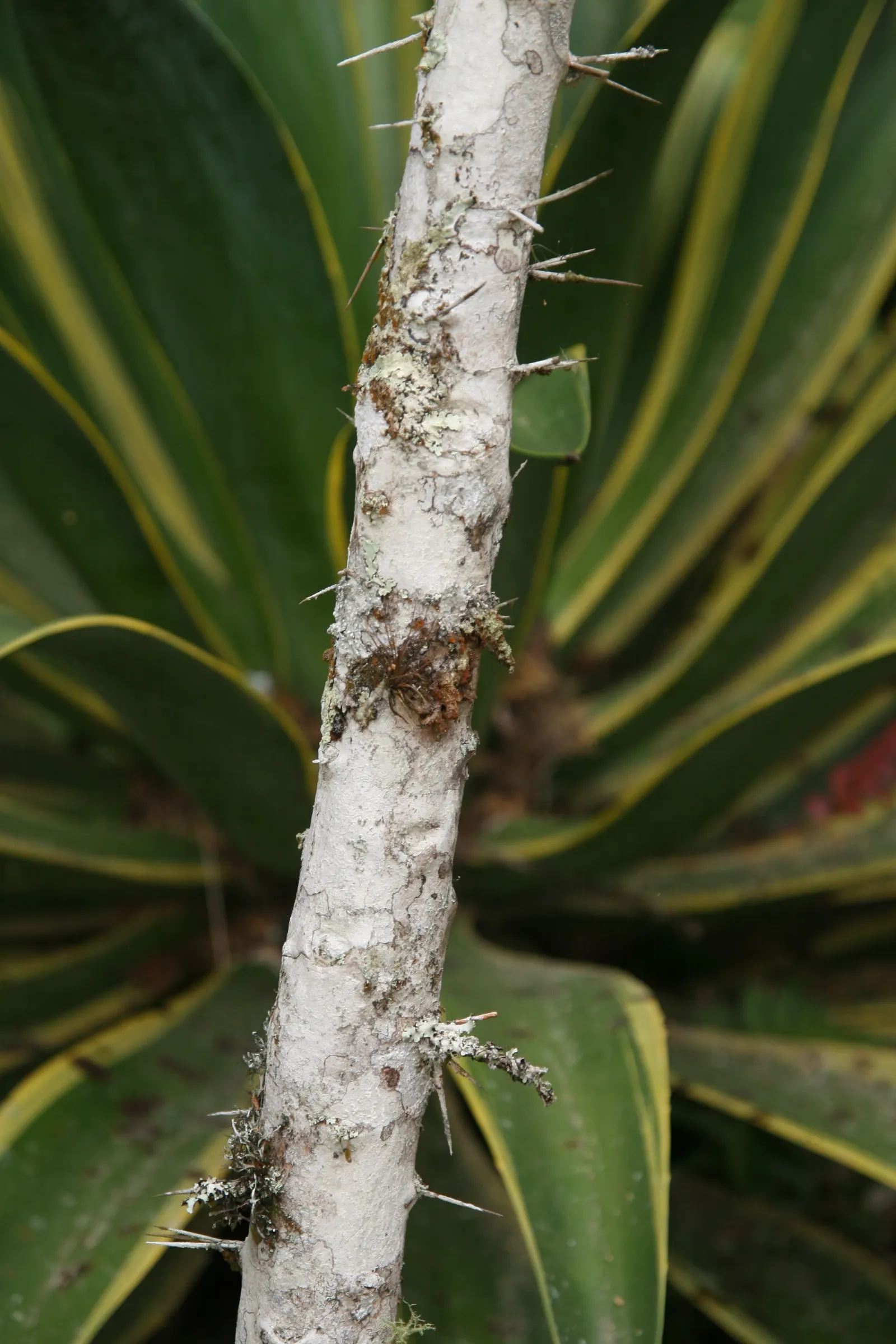 Brasil Cactus (Opuntia Brasiliensis) — favoring a sandy or gravelly substrate with minimal organic content; vivid yellow blooms appear in late, image 80