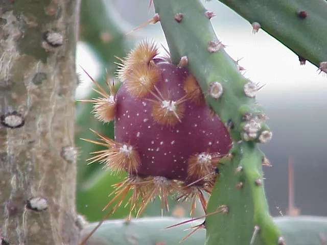 Brasil Cactus (Opuntia Brasiliensis) — Its resilient nature and minimalistic form make it ideal for water-conservative landscapes; the cactus may, image 52