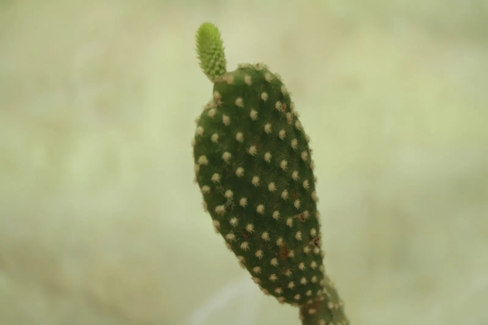 Brasil Cactus (Opuntia Brasiliensis) — making it well-suited for hot; the Brasil Cactus promises to deliver a striking aesthetic with its bold structure and