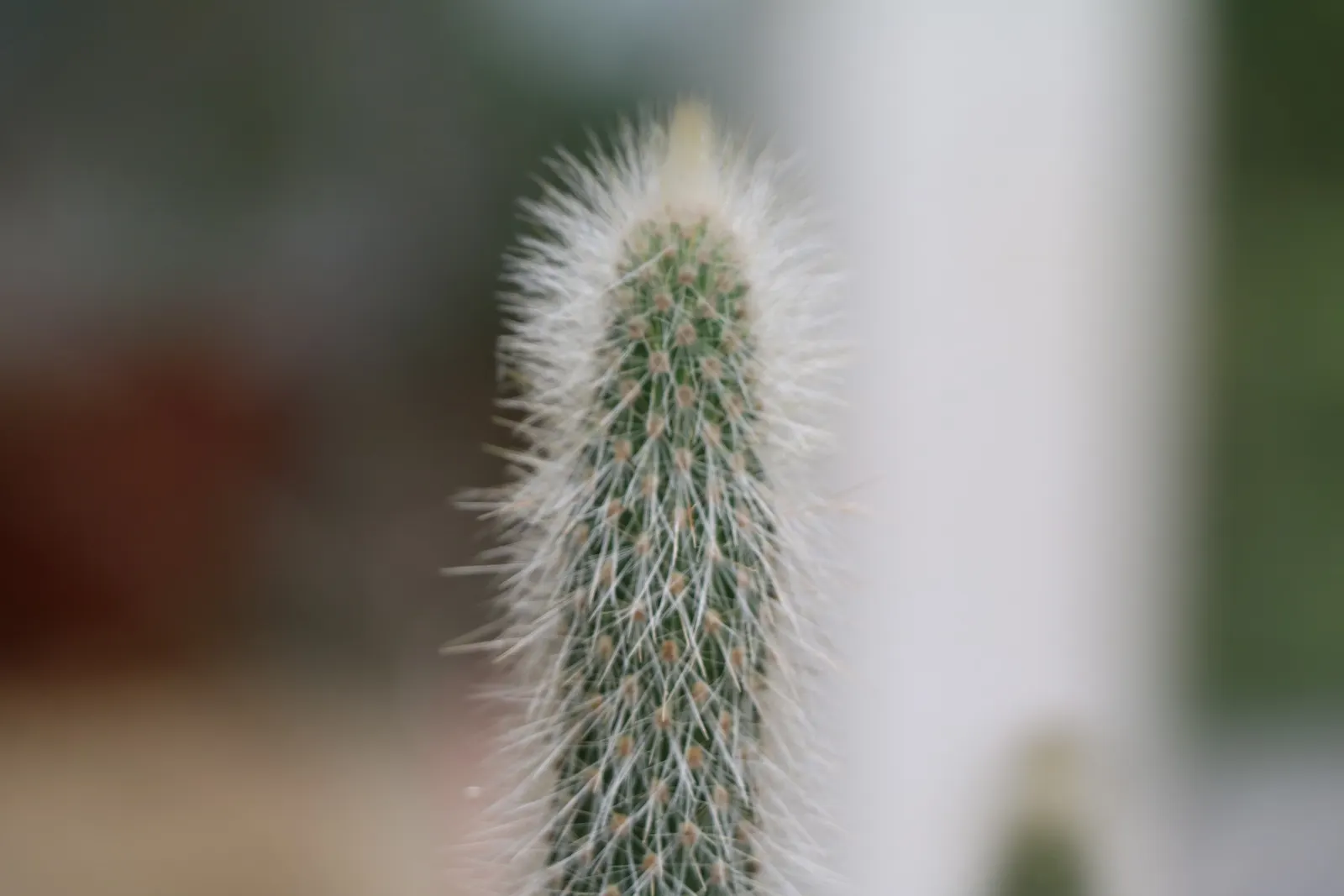 Brasil Cactus (Opuntia Brasiliensis) — Adapted to aridity, it thrives in zones 9-11, requiring minimal water