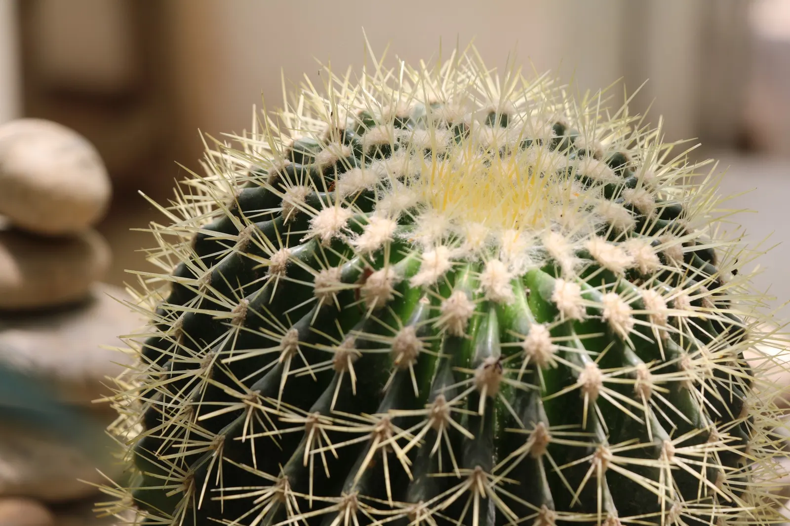 Brasil Cactus (Opuntia Brasiliensis) — embodying the natural beauty and resilience of its native habitat; cactus with yellow blooms, image 89