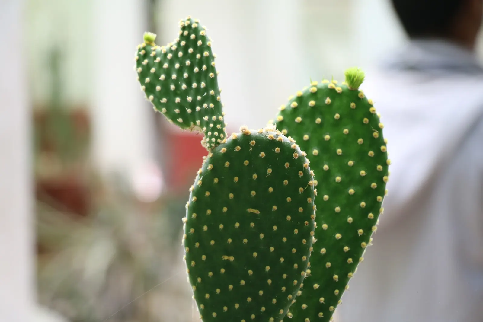 Brasil Cactus (Opuntia Brasiliensis) — segmented pads that reach up to 12 inches