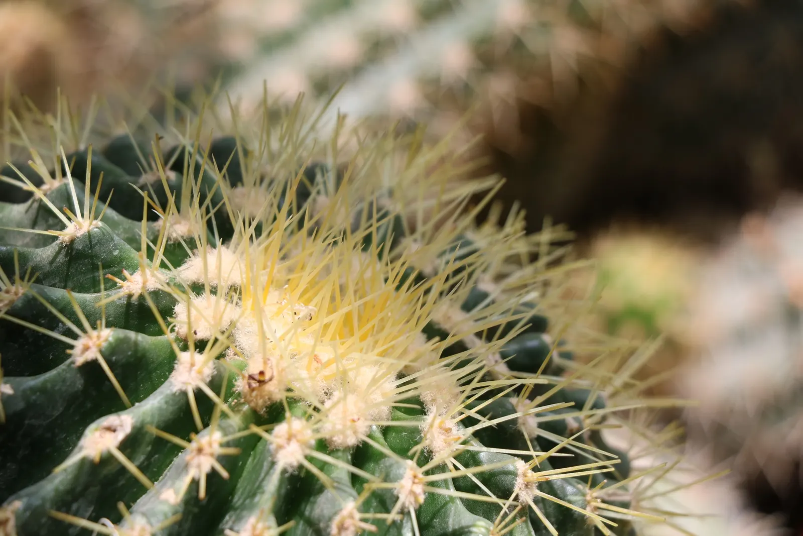 Brasil Cactus (Opuntia Brasiliensis) — Adapted to aridity, it thrives in zones 9-11, requiring minimal water; is a robust perennial with fleshy, image 73