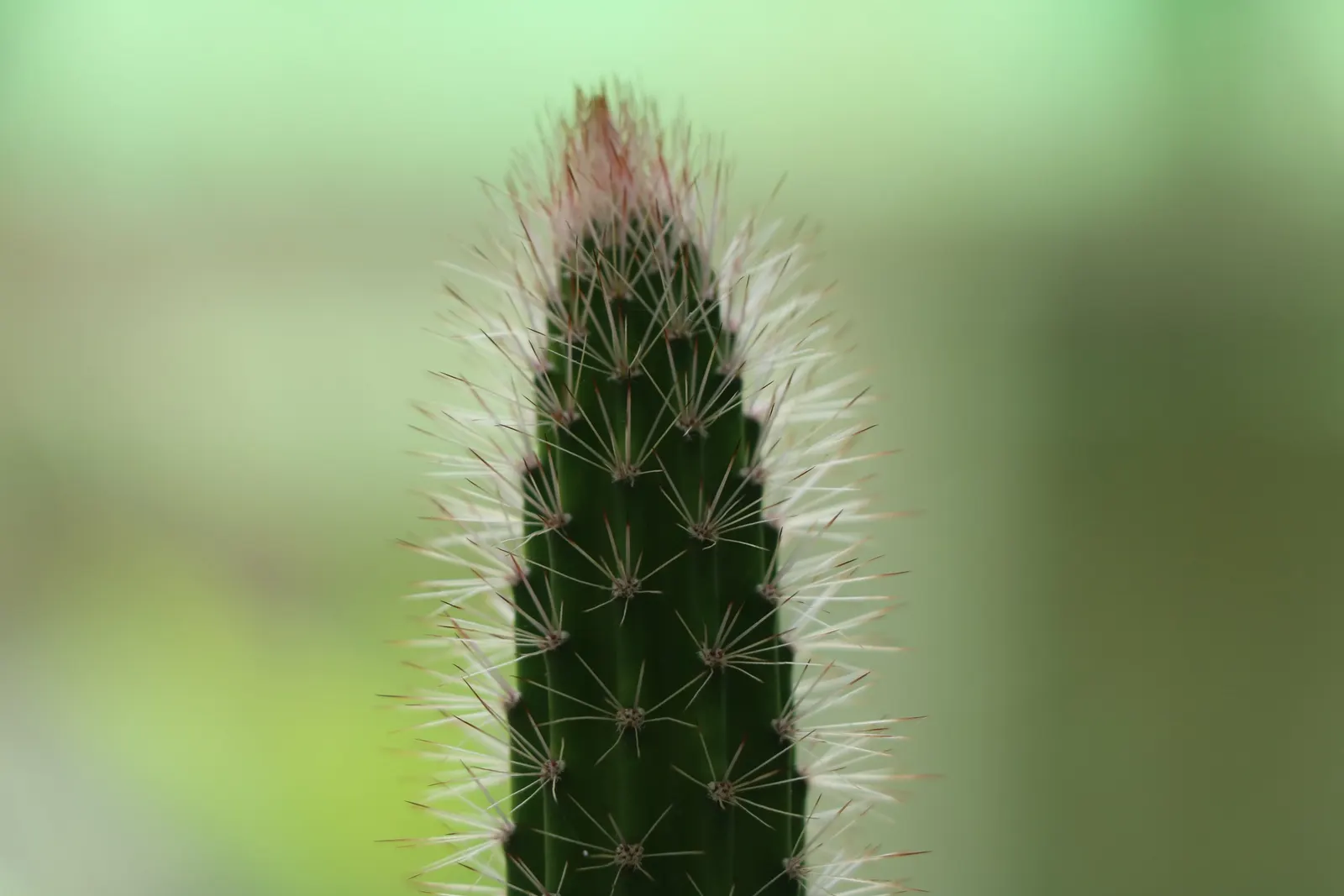 Brasil Cactus (Opuntia Brasiliensis) — favoring a sandy or gravelly substrate with minimal organic content; vivid yellow blooms appear in late, image 57
