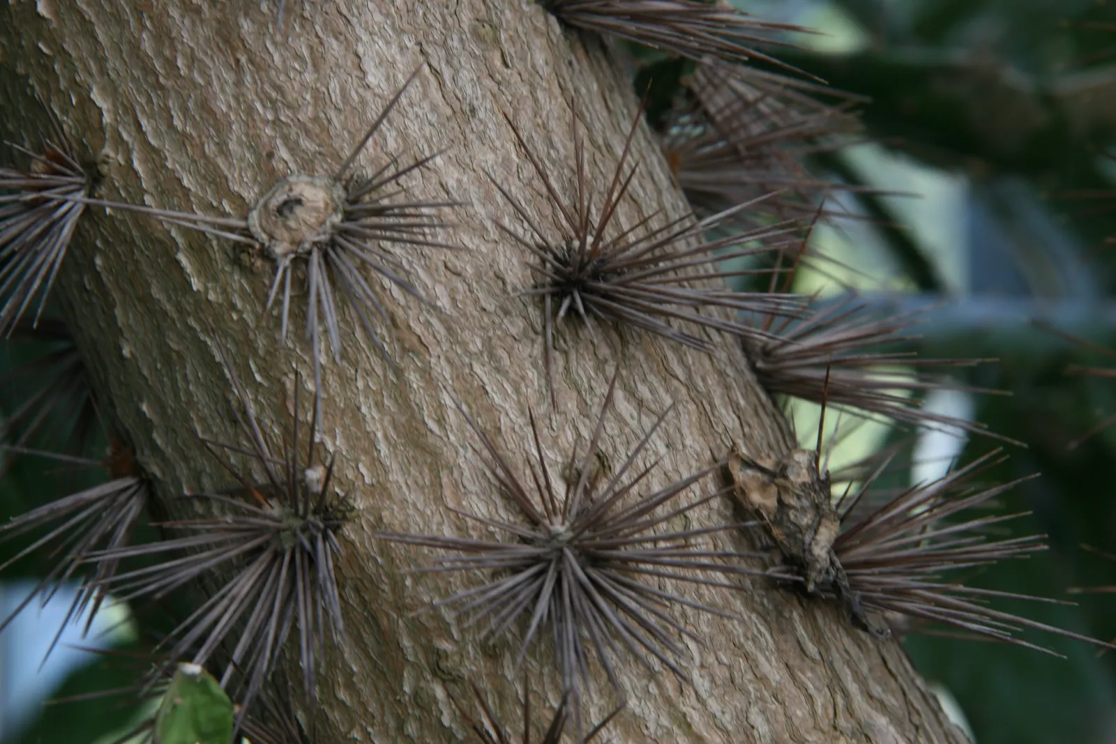 Brasil Cactus (Opuntia Brasiliensis) — embodying the natural beauty and resilience of its native habitat