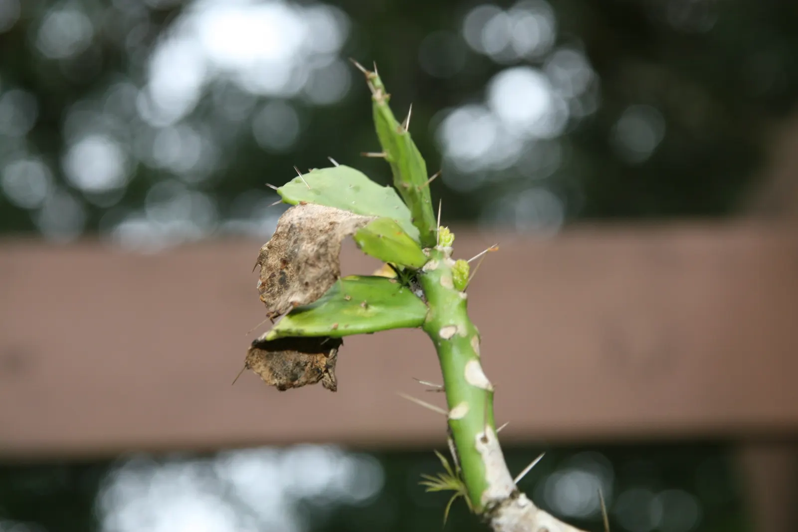Brasil Cactus (Opuntia Brasiliensis) — it is important to note that the spines should be handled with care during planting and maintenance; this, image 87