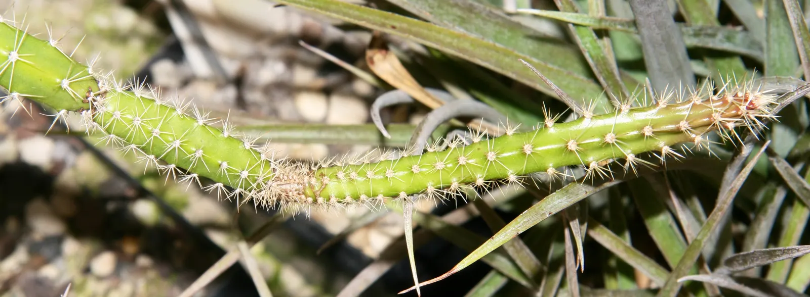 Brasil Cactus (Opuntia Brasiliensis) — commonly known as Brazil Cactus; adapted to aridity, it thrives in zones 9-11, requiring minimal water, image 47