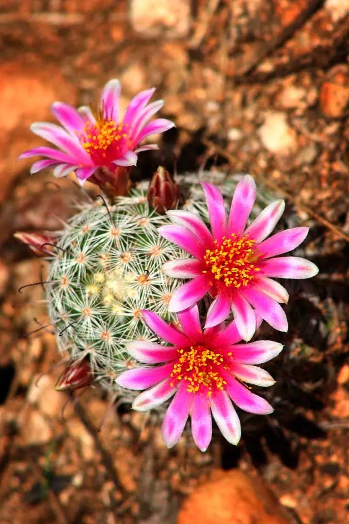 Brasil Cactus (Opuntia Brasiliensis) — the cactus may produce purple fruits approximately 2 to 3 inches in length