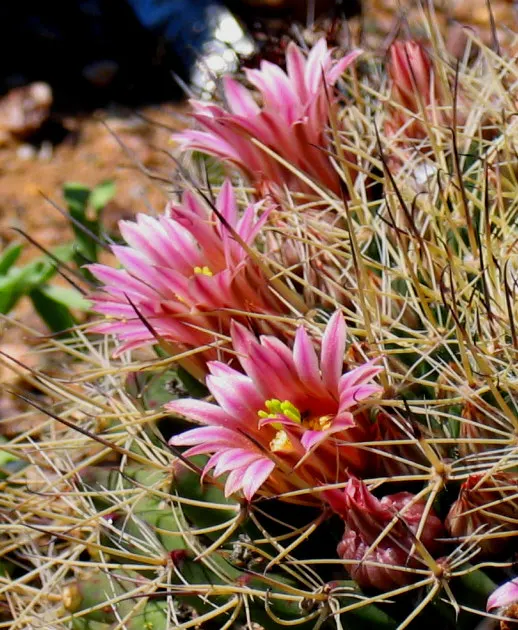 Brasil Cactus (Opuntia Brasiliensis) — embodying the natural beauty and resilience of its native habitat; cactus with yellow blooms