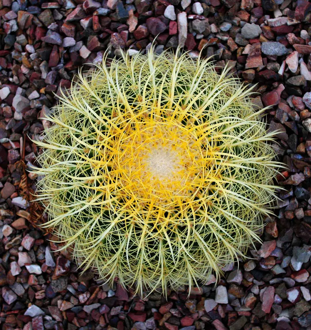 Brasil Cactus (Opuntia Brasiliensis) — The Brasil Cactus promises to deliver a striking aesthetic with its bold structure and low-maintenance care, image 88