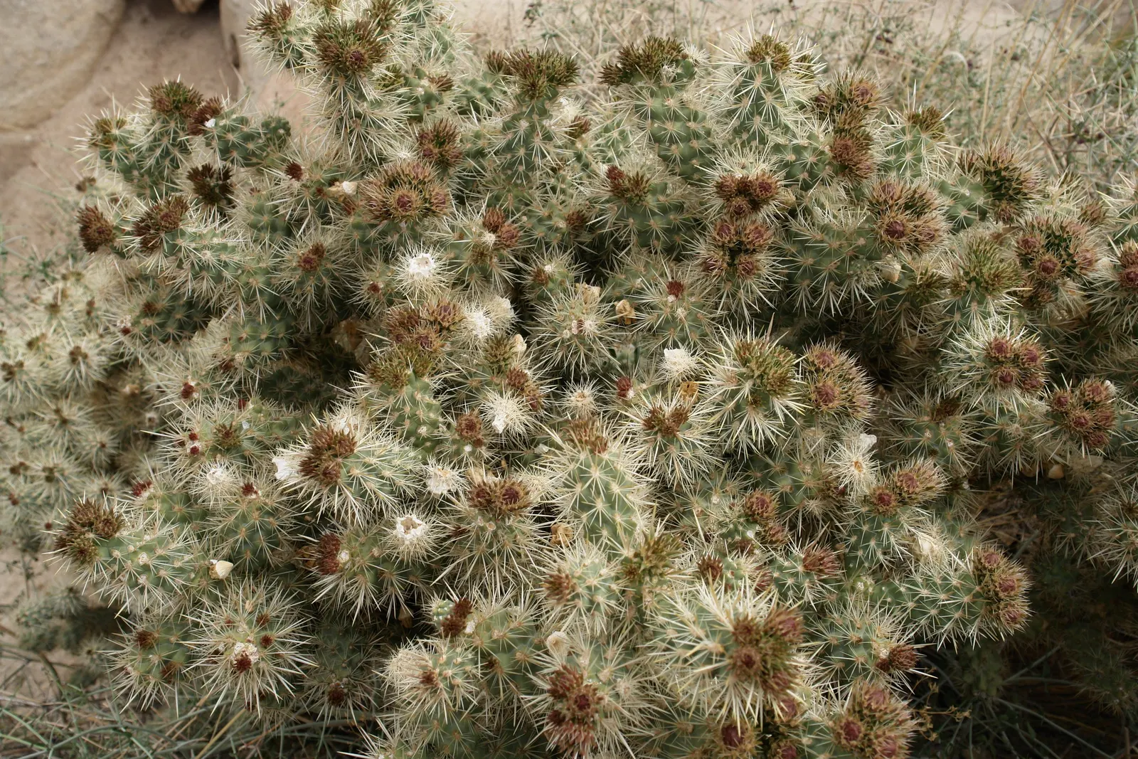 Brasil Cactus (Opuntia Brasiliensis) — cactus for full; embodying the natural beauty and resilience of its native habitat