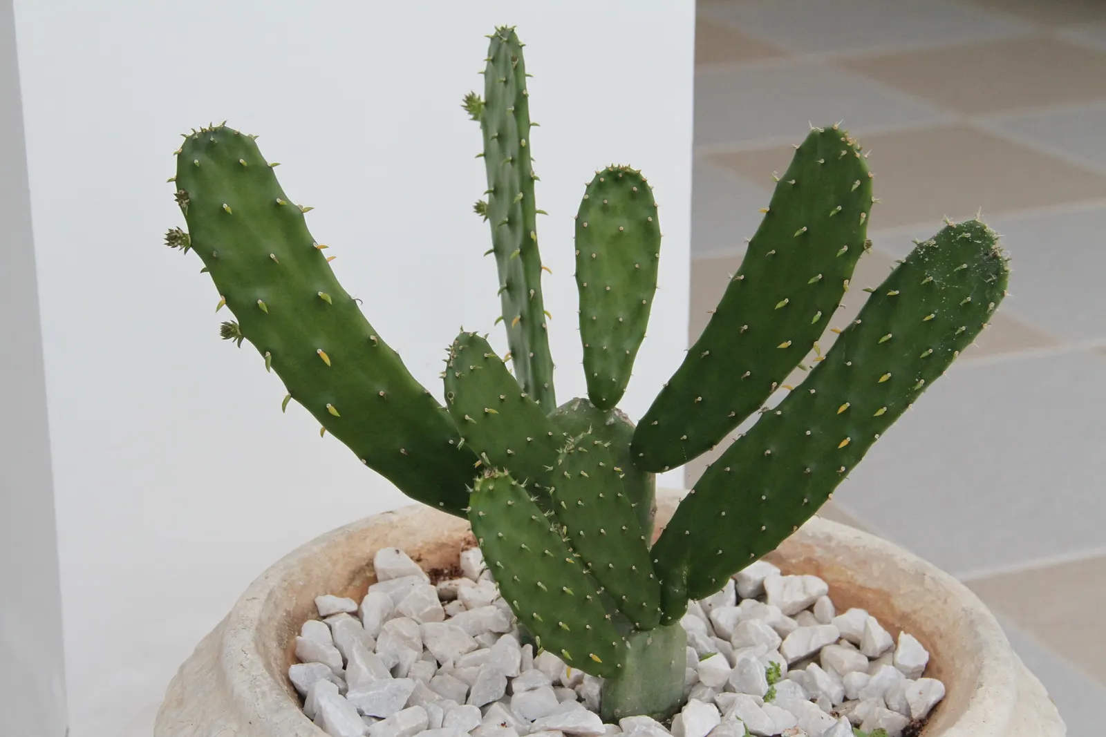 Brasil Cactus (Opuntia Brasiliensis) — with individual pad-like segments spanning 6 to 12 inches long; with each yellow-to-orange blossom opening around 2 to 3