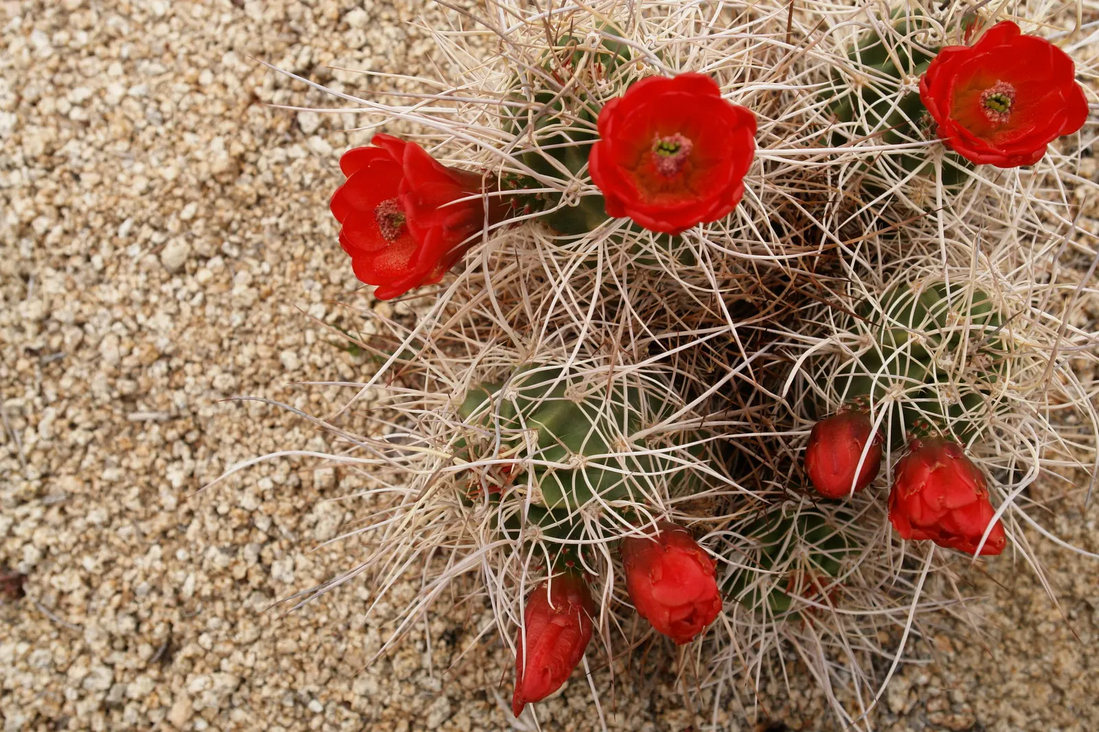Brasil Cactus (Opuntia Brasiliensis) — Vivid yellow blooms appear in late spring to summer, followed by edible, purple fruits