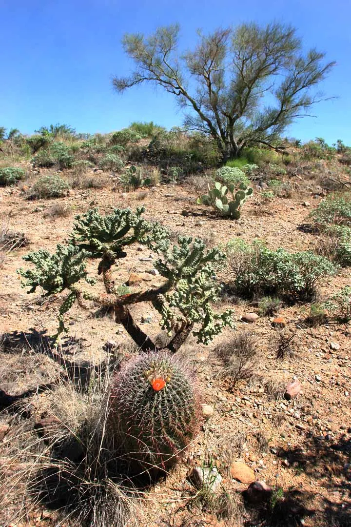 Brasil Cactus (Opuntia Brasiliensis) — Its resilient nature and minimalistic form make it ideal for water-conservative landscapes