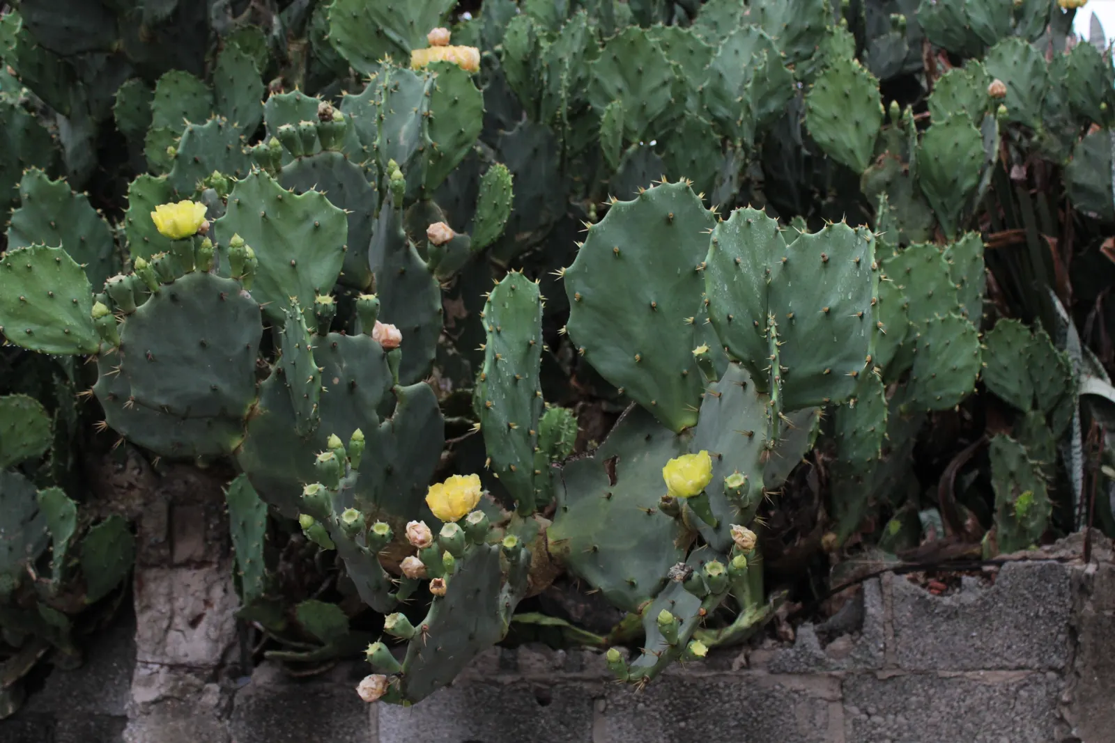 Brasil Cactus (Opuntia Brasiliensis) — yellow flowers in the garden; its resilient nature and minimalistic form make it ideal for, image 67