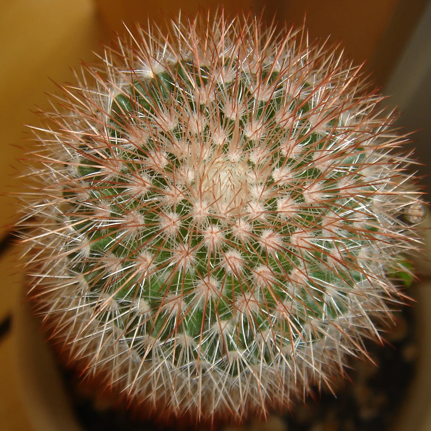 Brasil Cactus (Opuntia Brasiliensis) — The Brasil Cactus promises to deliver a striking aesthetic with its bold structure and low-maintenance care; inviting a