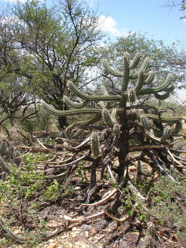 Brasil Cactus (Opuntia Brasiliensis) — commonly known as Brazil Cactus; adapted to aridity, it thrives in zones 9-11, requiring minimal water, image 70