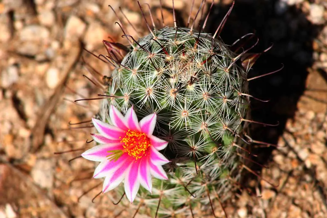 Brasil Cactus (Opuntia Brasiliensis) — cactus with yellow blooms