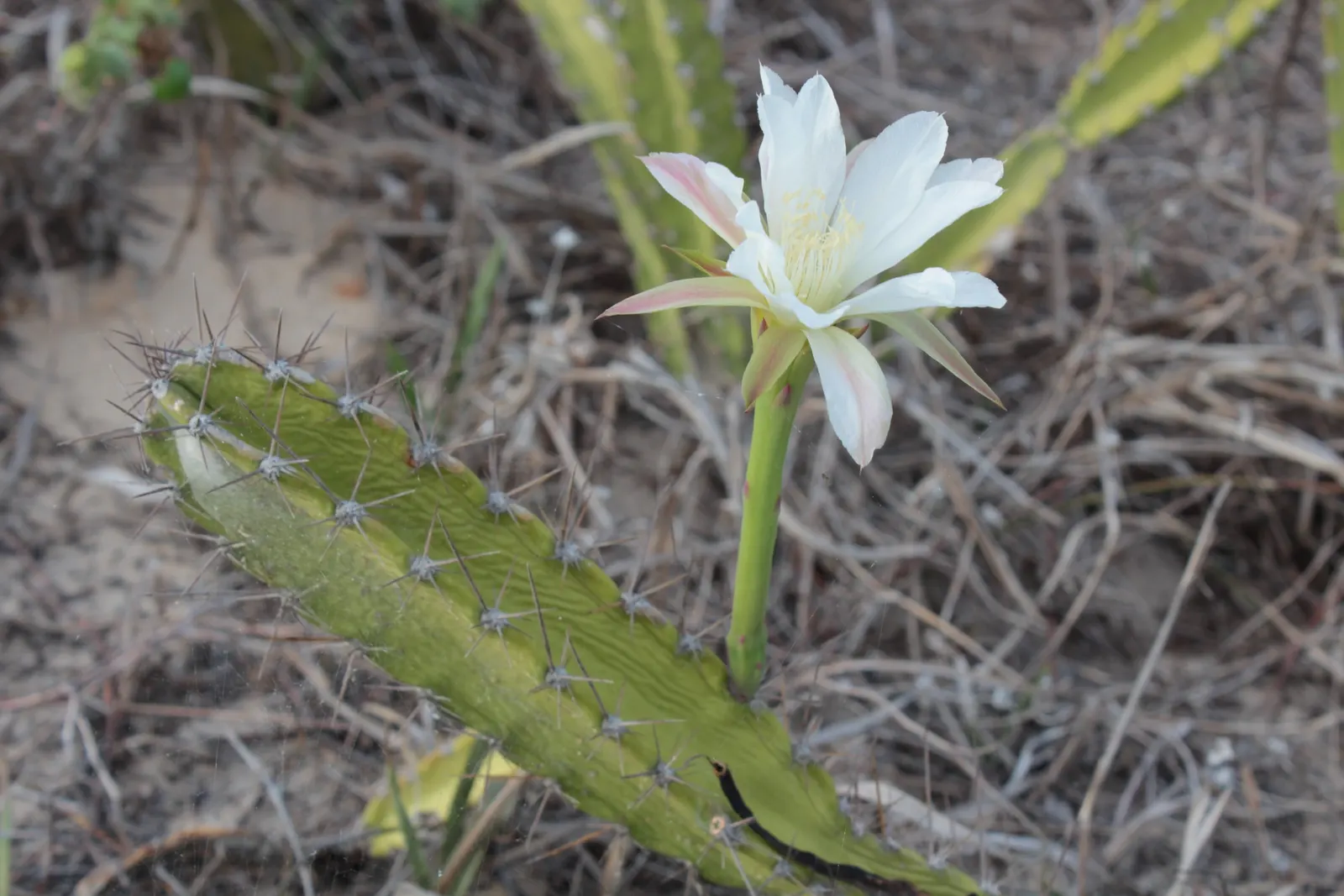 Brasil Cactus (Opuntia Brasiliensis) — The Brasil Cactus promises to deliver a striking aesthetic with its bold structure and low-maintenance care