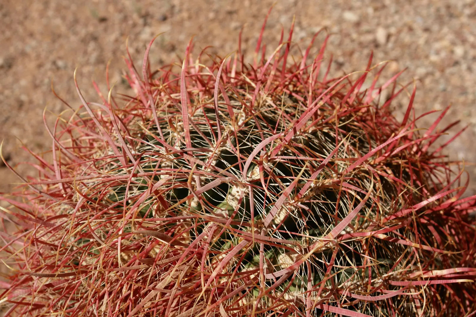 Brasil Cactus (Opuntia Brasiliensis) — segmented pads that reach up to 12 inches; it is important to note that the spines should be handled with care during