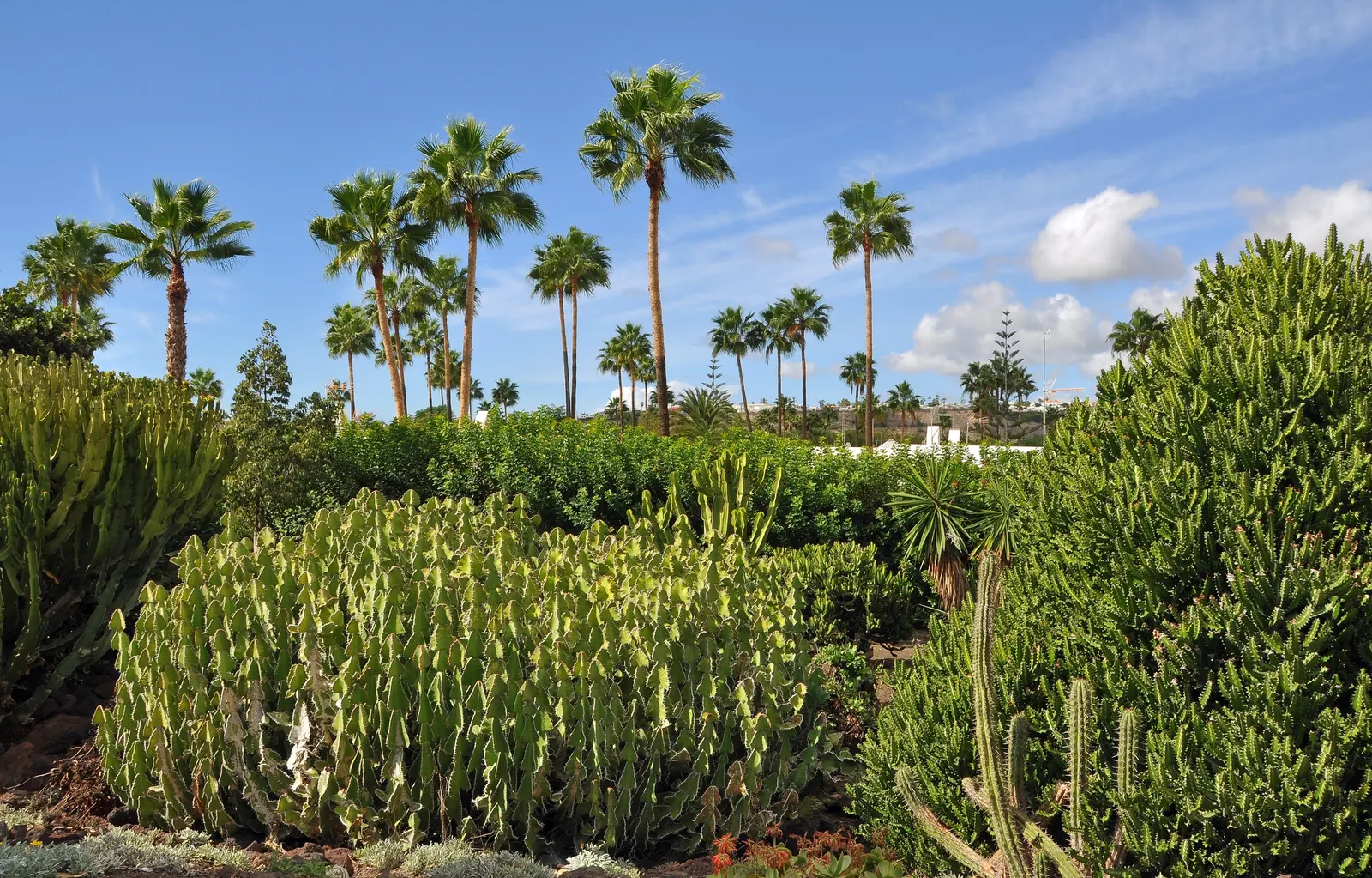 Brasil Cactus (Opuntia Brasiliensis) — making it well-suited for hot; the Brasil Cactus promises to deliver a striking aesthetic with its bold, image 82
