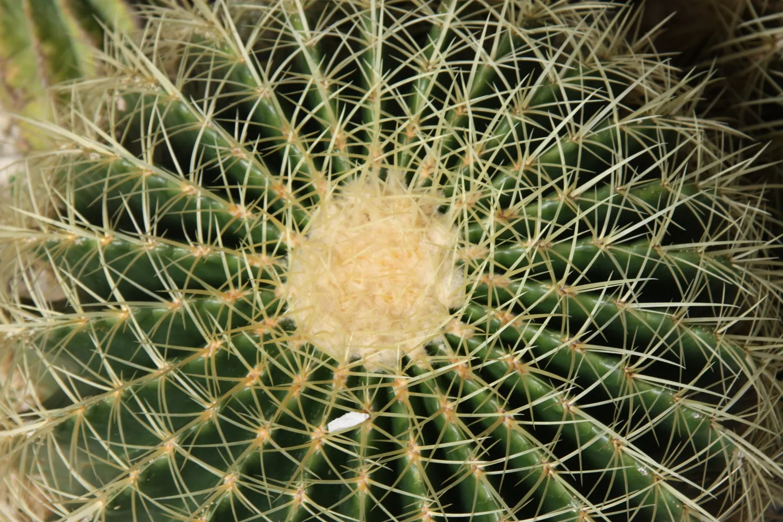 Brasil Cactus (Opuntia Brasiliensis) — This resilient cactus can reach impressive heights of up to 10 to 15 feet; beware of its spines when handling and plant