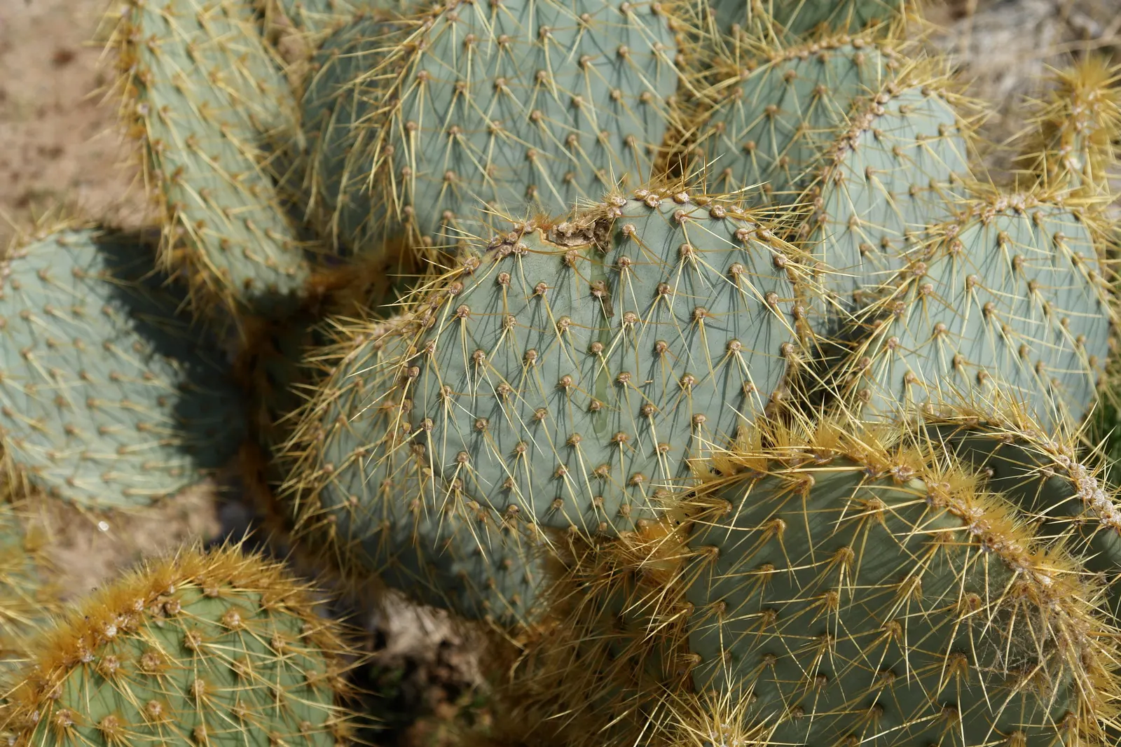Brasil Cactus (Opuntia Brasiliensis) — this plant thrives in full sun and requires well-drained soil to flourish; yellow flowers in the garden