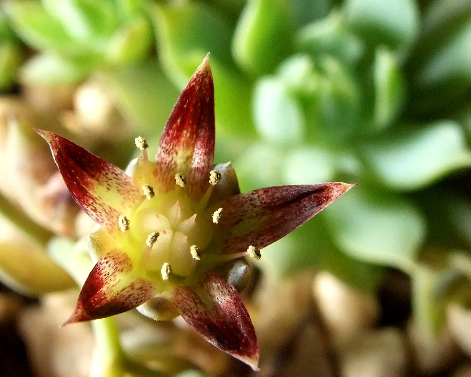 Brasil Cactus (Opuntia Brasiliensis) — Beware of its spines when handling and plant in full sun with well-draining soil