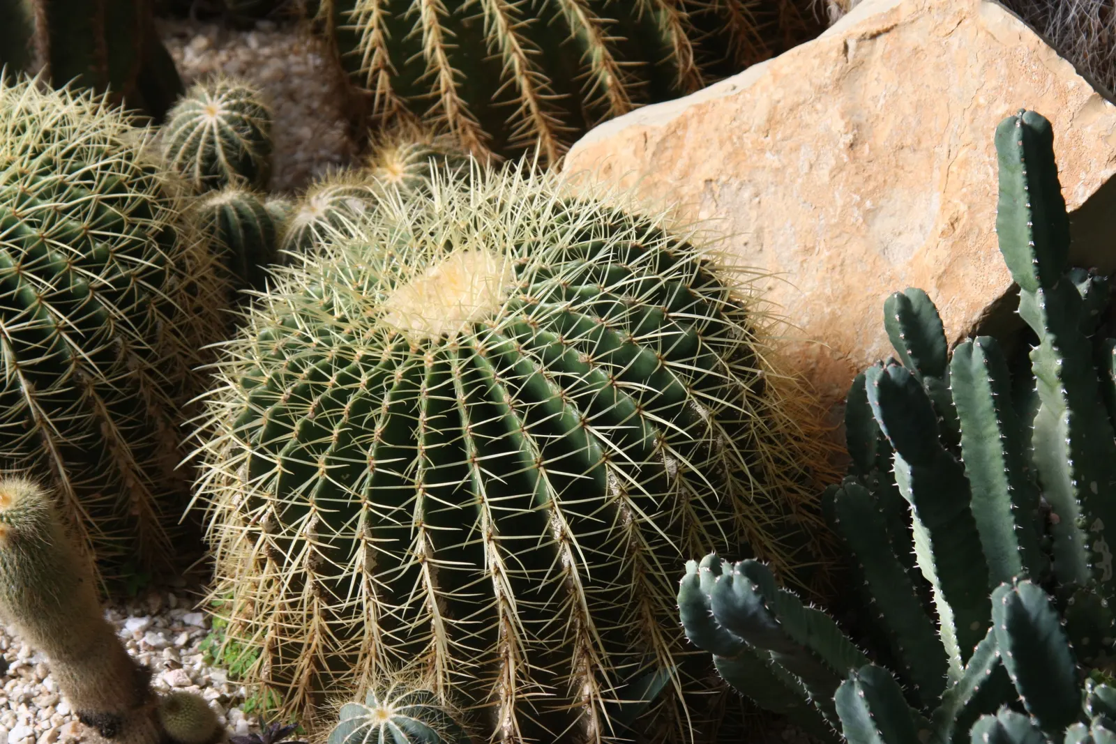 Brasil Cactus (Opuntia Brasiliensis) — this plant thrives in full sun and requires well-drained soil to flourish; yellow flowers in the garden, image 56